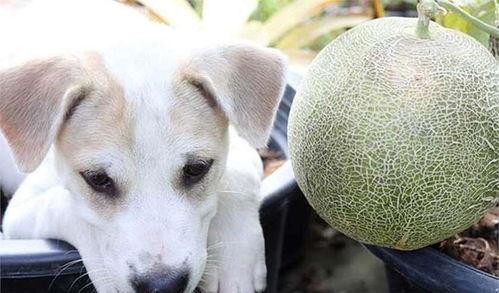 狗可以吃兰州蜜瓜么,兰州蜜瓜,狗狗可以吃吗?