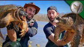 大瓜吃鳄龟,一场惊心动魄的生态冒险