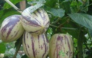 婴儿吃茄瓜,茄瓜助力宝宝健康成长