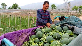 青创吃瓜基地,揭秘创业圈的那些“瓜”